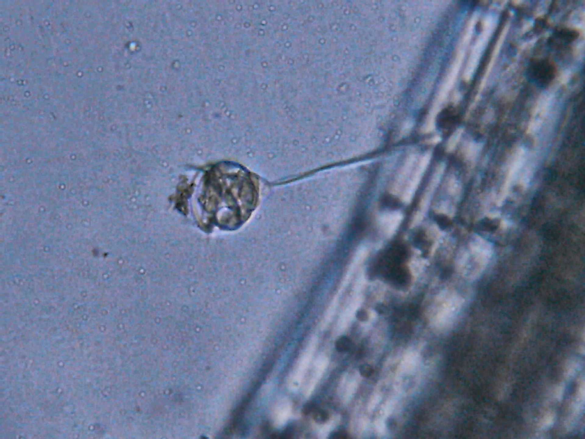 Il mondo microscopico in una pozza di citt